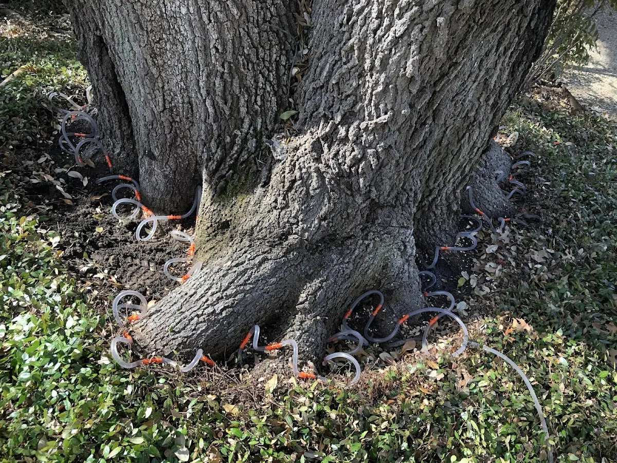 Detailed Tree Cabling and Bracing job site in Posen